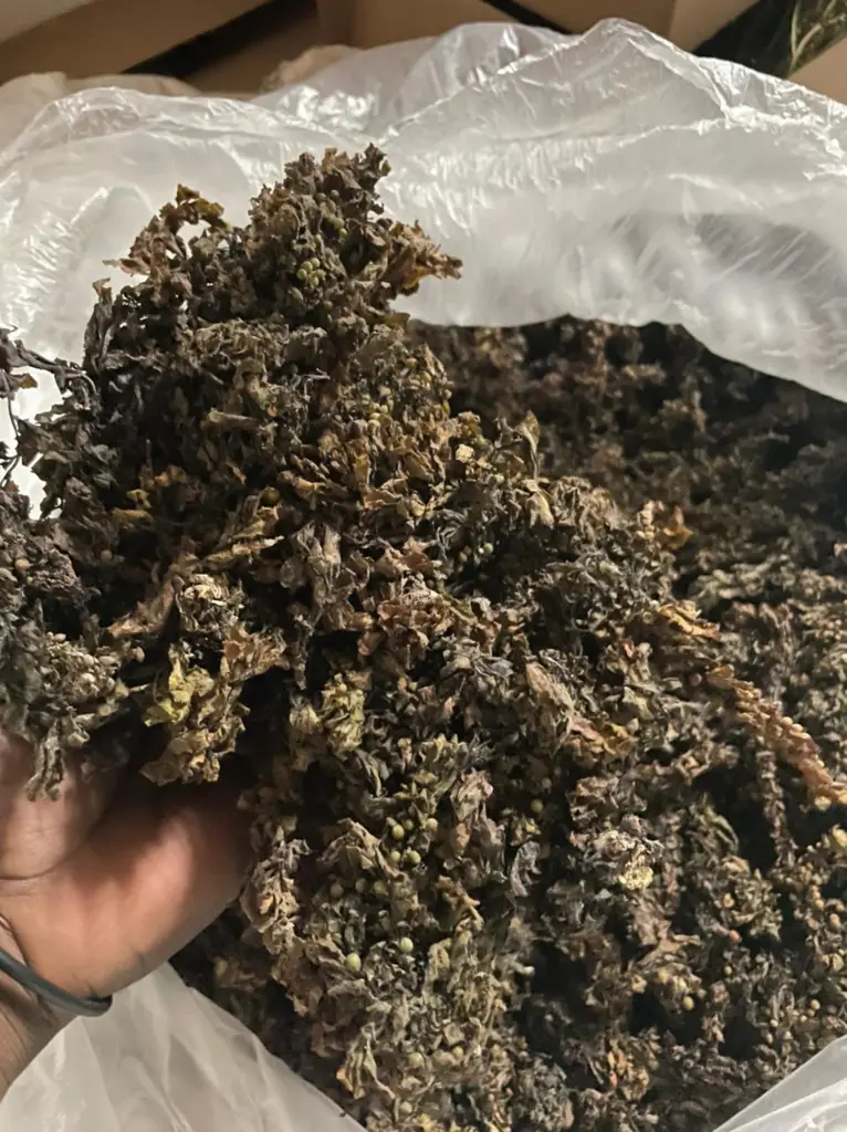 Bladderwrack Seamoss.webp