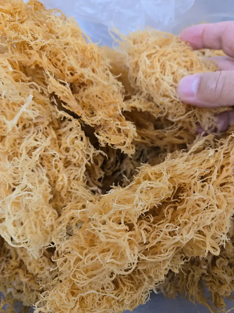 [GA-GOLD-10LB] Grade A Gold Seamoss - 10lb